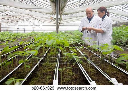 Stock Image - Production of pre-base seed potatoes. Neiker Tecnalia, Instituto de Investigaci? n y Desarrollo Agrario, Ganadero, Forestal y del Medio Natural, Arkaute, Alava, Euskadi, Spain.. Fotosearch