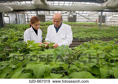 Production of pre-base seed potatoes. Neiker Tecnalia, Instituto de Investigaci? n y Desarrollo Agrario, Ganadero, Forestal y del Medio Natural, Arkaute, Alava, Euskadi, Spain. View Large Photo Image Stock Photo - Production of pre-base seed potatoes. Neiker Tecnalia, Instituto de Investigaci? n y Desarrollo Agrario, Ganadero, Forestal y del Medio Natural, Arkaute, Alava, Euskadi, Spain.. Fotosearch