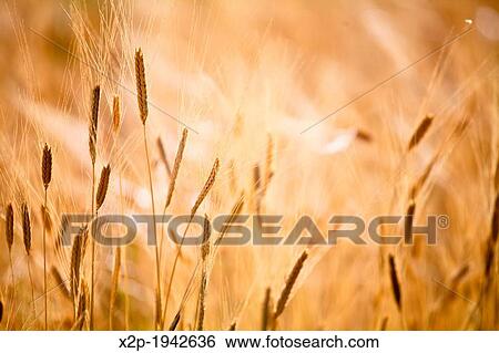Production of wheat in Provence, France. View Large Photo Image Stock Photograph - Production of wheat in Provence, France.. Fotosearch