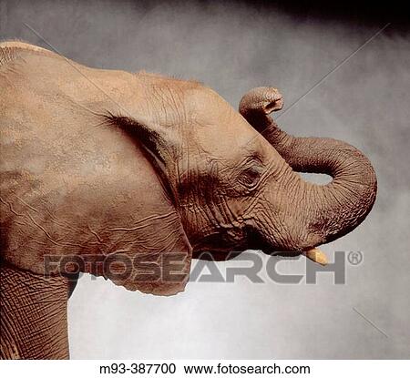 Profile view of elephant head (US Republican party symbol) in studio against gray painted canvas background. View Large Photo Image Stock Image - Profile view of elephant head (US Republican party symbol) in studio against gray painted canvas background.. Fotosearch