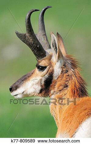 Stock Photo - Pronghorn (Antilocapra americana), Male/Buck, Portrait. Custer State Park, South Dakota, USA.. Fotosearch