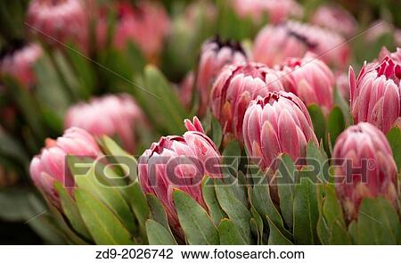 Protea originates from South Africa. View Large Photo Image Stock Image - Protea originates from South Africa.. Fotosearch