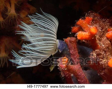 Stock Photo - protula tubularia and faslse red coral. Fotosearch