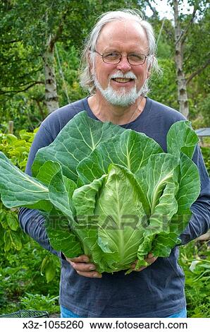 Proud gardener with a fine Sugarloaf cabbage View Large Photo Image Stock Image - Proud gardener with a fine Sugarloaf cabbage. Fotosearch