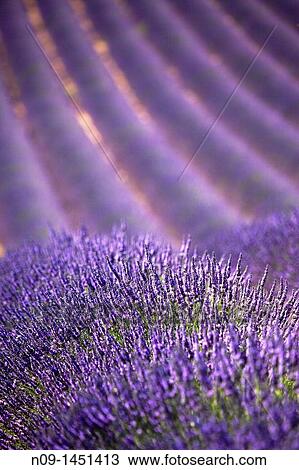 Provence, Lavender. View Large Photo Image Stock Image - Provence, Lavender.. Fotosearch