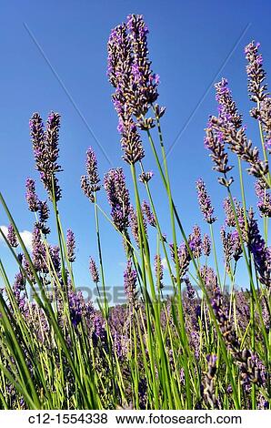 Stock Photo - Provence, Luberon, lavander. Fotosearch