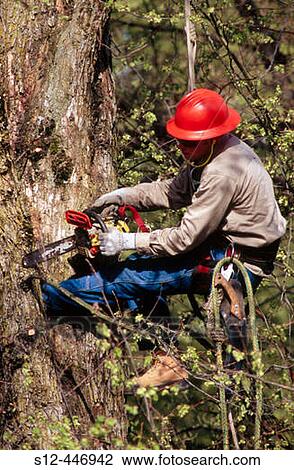 Stock Image - Pruner at work in an elm tree. Portland. Oregon. USA.. Fotosearch