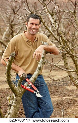 Pruning a cherry tree. Andosilla, Navarra, Spain. View Large Photo Image Stock Photo - Pruning a cherry tree. Andosilla, Navarra, Spain.. Fotosearch