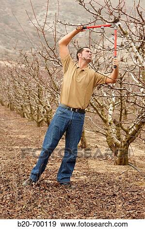 Pruning a cherry tree. Andosilla, Navarra, Spain. View Large Photo Image Stock Photo - Pruning a cherry tree. Andosilla, Navarra, Spain.. Fotosearch