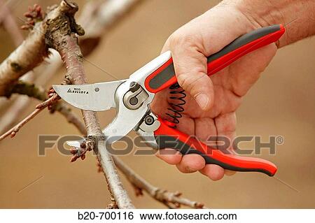 Pruning a cherry tree. Andosilla, Navarra, Spain. View Large Photo Image Stock Photograph - Pruning a cherry tree. Andosilla, Navarra, Spain.. Fotosearch
