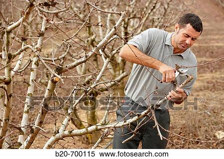 Stock Photography - Pruning a cherry tree. Andosilla, Navarra, Spain.. Fotosearch