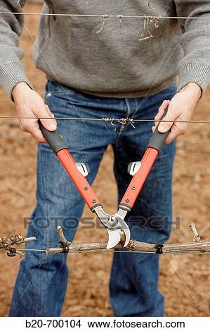 Pruning a vineyard. Andosilla, Navarra, Spain. View Large Photo Image Picture - Pruning a vineyard. Andosilla, Navarra, Spain.. Fotosearch