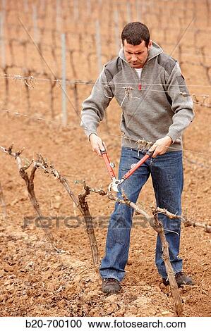 Pruning a vineyard. Andosilla, Navarra, Spain. View Large Photo Image Stock Image - Pruning a vineyard. Andosilla, Navarra, Spain.. Fotosearch
