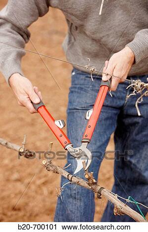 Pruning a vineyard. Andosilla, Navarra, Spain. View Large Photo Image Stock Image - Pruning a vineyard. Andosilla, Navarra, Spain.. Fotosearch