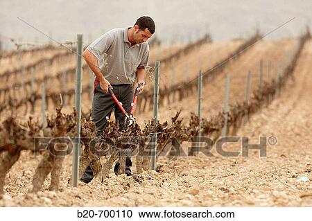 Pruning a vineyard. Andosilla, Navarra, Spain. View Large Photo Image Stock Image - Pruning a vineyard. Andosilla, Navarra, Spain.. Fotosearch