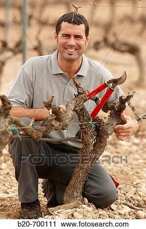 Pruning a vineyard. Andosilla, Navarra, Spain. View Large Photo Image Stock Image - Pruning a vineyard. Andosilla, Navarra, Spain.. Fotosearch