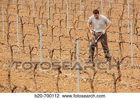 Pruning a vineyard. Andosilla, Navarra, Spain. View Large Photo Image Stock Image - Pruning a vineyard. Andosilla, Navarra, Spain.. Fotosearch