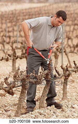 Pruning a vineyard. Andosilla, Navarra, Spain. View Large Photo Image Stock Photo - Pruning a vineyard. Andosilla, Navarra, Spain.. Fotosearch