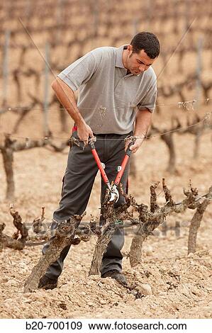 Pruning a vineyard. Andosilla, Navarra, Spain. View Large Photo Image Stock Photo - Pruning a vineyard. Andosilla, Navarra, Spain.. Fotosearch
