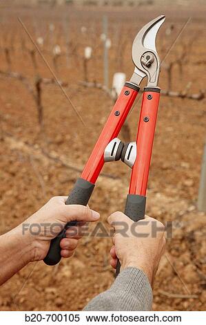 Pruning a vineyard. Andosilla, Navarra, Spain. View Large Photo Image Stock Photography - Pruning a vineyard. Andosilla, Navarra, Spain.. Fotosearch