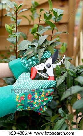 Pruning camellia in garden centre. Gabiria, Gipuzkoa, Euskadi, Spain View Large Photo Image Picture - Pruning camellia in garden centre. Gabiria, Gipuzkoa, Euskadi, Spain. Fotosearch