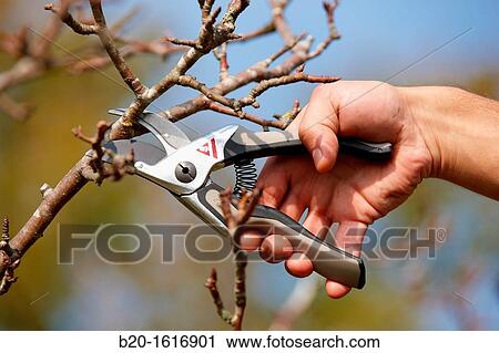 Pruning fruit tree, Pruning secateur, Agricultural and gardening hand tool, Usurbil, Gipuzkoa, Basque Country, Spain View Large Photo Image Stock Image - Pruning fruit tree, Pruning secateur, Agricultural and gardening hand tool, Usurbil, Gipuzkoa, Basque Country, Spain. Fotosearch
