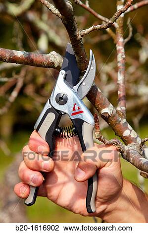 Pruning fruit tree, Pruning secateur, Agricultural and gardening hand tool, Usurbil, Gipuzkoa, Basque Country, Spain View Large Photo Image Stock Image - Pruning fruit tree, Pruning secateur, Agricultural and gardening hand tool, Usurbil, Gipuzkoa, Basque Country, Spain. Fotosearch