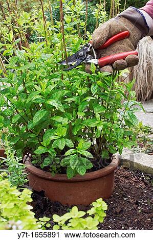 Stock Image - Pruning out old stems of garden mint mentha sp to allow room new healthy growth. Fotosearch
