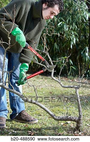 Pruning pear tree. Gipuzkoa, Euskadi, Spain View Large Photo Image Stock Image - Pruning pear tree. Gipuzkoa, Euskadi, Spain. Fotosearch