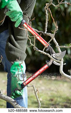 Pruning pear tree. Gipuzkoa, Euskadi, Spain View Large Photo Image Stock Photo - Pruning pear tree. Gipuzkoa, Euskadi, Spain. Fotosearch