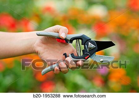 Pruning secateurs, Hand tool, Garden. View Large Photo Image Stock Photo - Pruning secateurs, Hand tool, Garden.. Fotosearch
