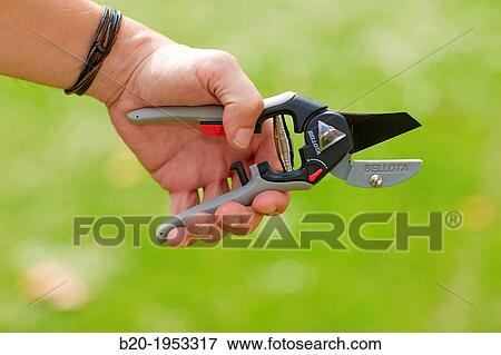 Pruning secateurs, Hand tool, Garden. View Large Photo Image Stock Photo - Pruning secateurs, Hand tool, Garden.. Fotosearch