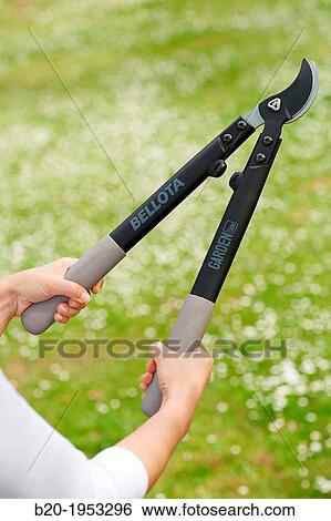 Pruning secateurs, Hand tool, Garden. View Large Photo Image Stock Photograph - Pruning secateurs, Hand tool, Garden.. Fotosearch