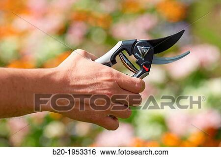 Pruning secateurs, Hand tool, Garden. View Large Photo Image Stock Photograph - Pruning secateurs, Hand tool, Garden.. Fotosearch
