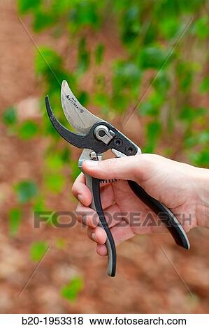 Pruning secateurs, Hand tool, Agriculture. View Large Photo Image Stock Photo - Pruning secateurs, Hand tool, Agriculture.. Fotosearch
