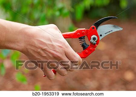 Stock Photo - Pruning secateurs, Hand tool, Agriculture.. Fotosearch