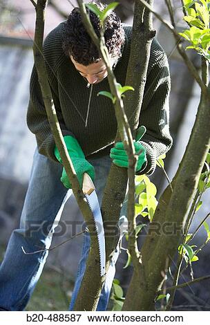 Pruning tree. Gipuzkoa, Euskadi, Spain View Large Photo Image Stock Photo - Pruning tree. Gipuzkoa, Euskadi, Spain. Fotosearch