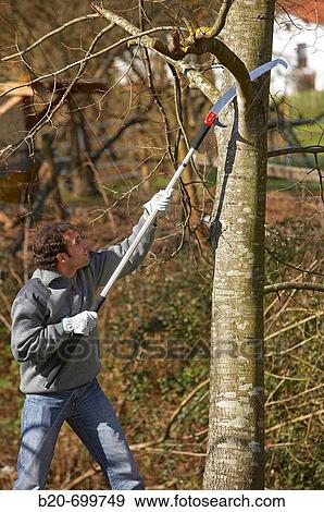Stock Photo - Pruning tree. Fotosearch