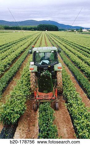 Pruning. Vine nursery. Navarre. Spain View Large Photo Image Stock Photograph - Pruning. Vine nursery. Navarre. Spain. Fotosearch