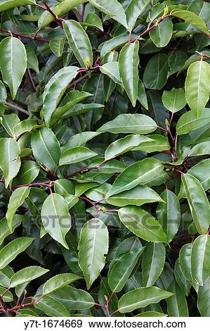 Prunus lusitanica - Laurel View Large Photo Image Stock Photo - Prunus lusitanica - Laurel. Fotosearch