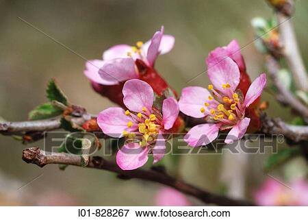 Prunus prostrata, Castellon province, Spain View Large Photo Image Stock Photo - Prunus prostrata, Castellon province, Spain. Fotosearch