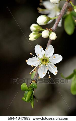 Prunus spinosa, Bblackthorn or Sloe. Fam. Rosaceae. Turo del Putget Park. Barcelona. Catalonia. Spain. View Large Photo Image Stock Image - Prunus spinosa, Bblackthorn or Sloe. Fam. Rosaceae. Turo del Putget Park. Barcelona. Catalonia. Spain.. Fotosearch