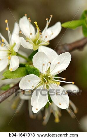 Prunus spinosa, Bblackthorn or Sloe. Fam. Rosaceae. Turo del Putget Park. Barcelona. Catalonia. Spain. View Large Photo Image Stock Photo - Prunus spinosa, Bblackthorn or Sloe. Fam. Rosaceae. Turo del Putget Park. Barcelona. Catalonia. Spain.. Fotosearch