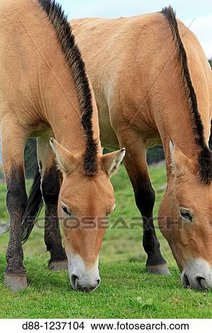 Picture - Przewalski's Horse Equus przewalskii Order: Perissodactyla Family: Equidae.. Fotosearch