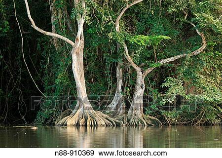 Stock Photo - Pterocarpus officinalis trees with buttressed root, Caruao river, Vargas coast, Venezuela. Fotosearch