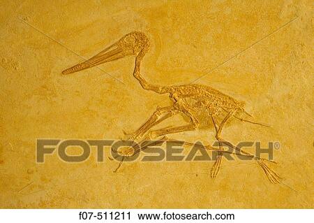 Pterodactylus antiques. Eichst? tt. Germany View Large Photo Image Stock Image - Pterodactylus antiques. Eichst? tt. Germany. Fotosearch