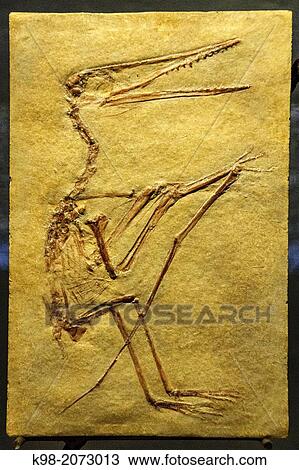 Stock Image - Pterosaur, 150 my, Jurasic, Gallery of Evolution, Dinosauria (Dinosar Museum), Esp? raza, Languedoc-Roussillon, Aude department, France. Fotosearch