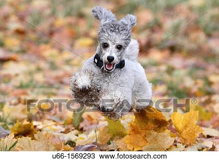 Stock Image - Pudel Stockholm.. Fotosearch