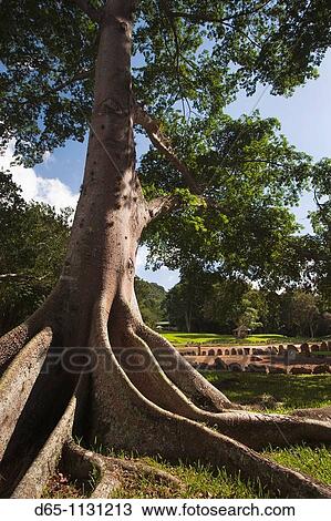 Puerto Rico, North Coast, Karst Country, Utuado, Parque Ceremonial Indigena de Caguana, tree at ancient Taino people's ceremonial site. View Large Photo Image Stock Image - Puerto Rico, North Coast, Karst Country, Utuado, Parque Ceremonial Indigena de Caguana, tree at ancient Taino people's ceremonial site.. Fotosearch