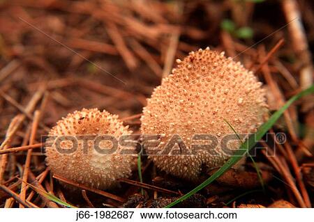 Stock Photo - Puffball (Vascellum pratense) in the Calderona natural park. Valencia, Spain. Fotosearch
